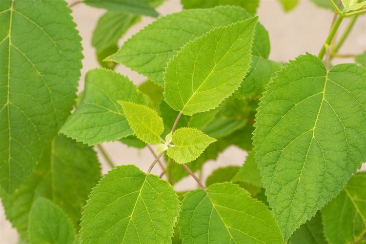 Hydrangea arborescens 'Strong Annabelle', Schneeballhortensie, weiß, 60–100 cm