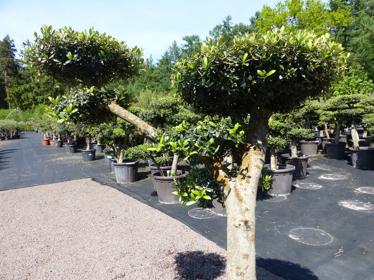 Olivenbaum 6 Pon Pon Bonsai Formgehölz Gartenbonsai Olea europaea Olive winterhart
