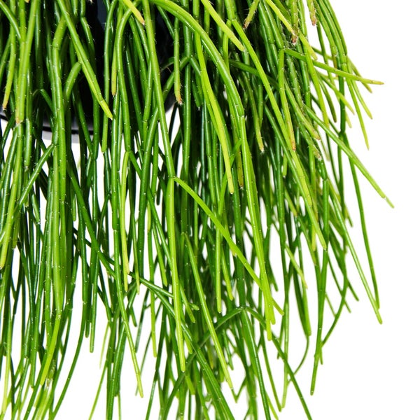 Urban Jungle Elegance Moderne Kakteen-Ampel mit toller Blattstruktur Rhipsalis baccifera shaferi 15cm