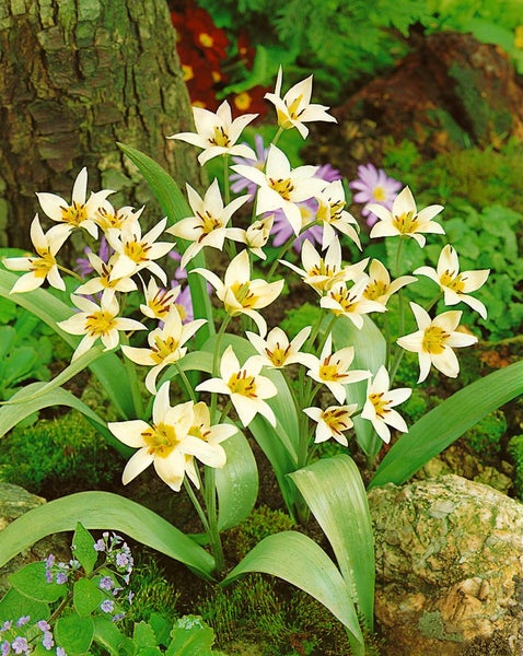 Tulipa turkestanica, Wildtulpe, cremeweiß, ca. 9x9 cm Topf