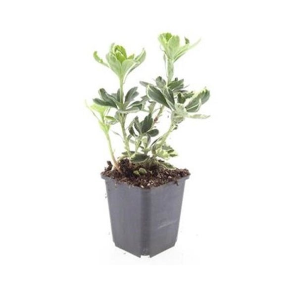 Bodendecker - Weissbuntes Schattengrün - Pachysandra terminalis 'Variegata' - 9cm Topf - Set mit 60 Pflanzen