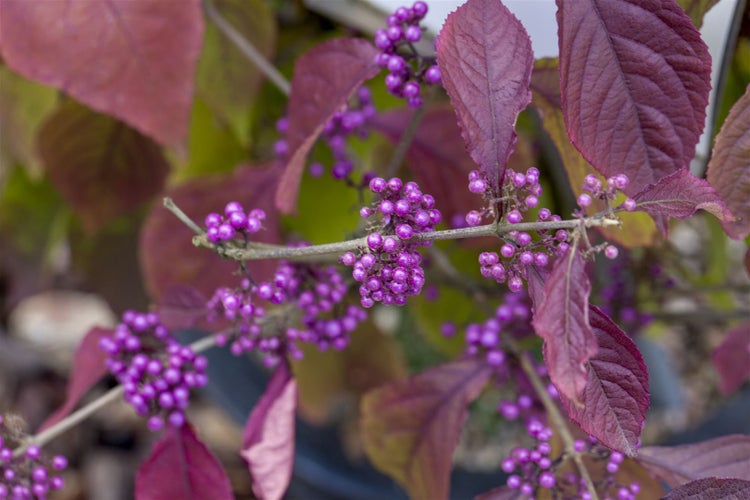 Callicarpa bodinieri 'Profusion', Schönfrucht, violette Beeren, 100–125 cm