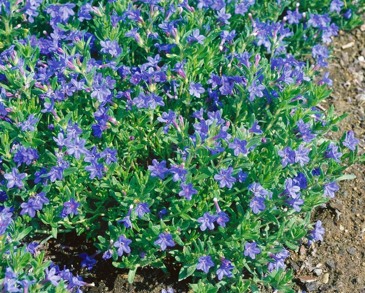 Lithodora diffusa 'Heavenly Blue', Himmelsblau, ca. 9x9 cm Topf