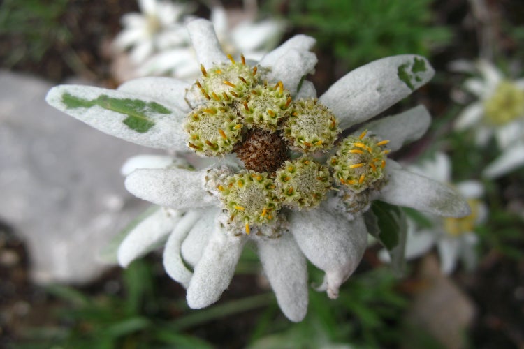 SAFLAX  - Edelweiss - Leontopodium alpinum - 500 Samen