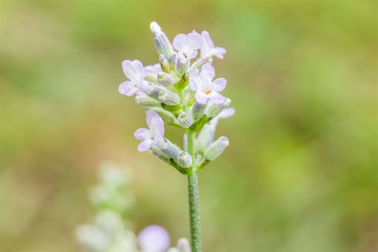 Lavandula angustifolia 'Hidcote White', Lavendel, weiß, ca. 9x9 cm Topf
