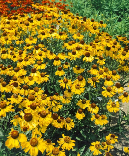 Helenium bigelovii 'The Bishop', Sonnenbraut, gelb, ca. 11x11 cm Topf