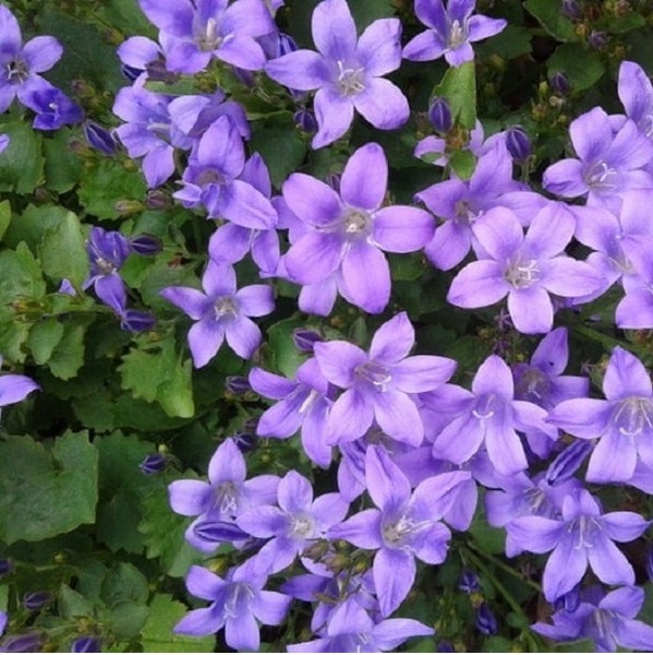 Blütenmeer von Glockenblumen im Garten.