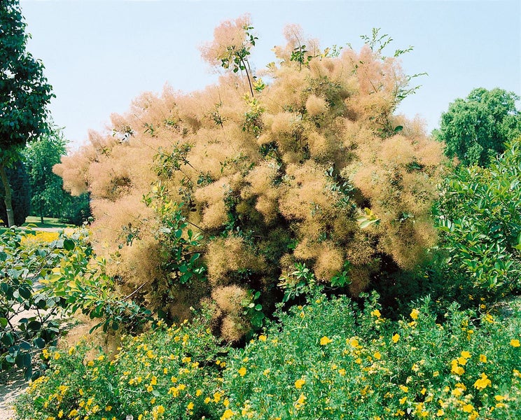 Cotinus coggygria, Perückenstrauch, 100–125 cm, auffälliges Laub
