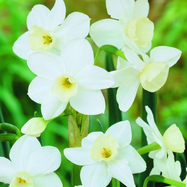 Nahaufnahme von weißen Narzissenblüten