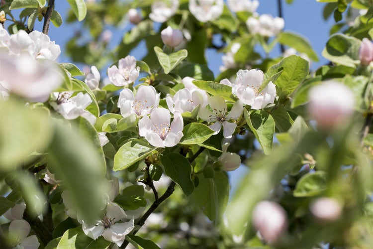 Nahaufnahme eines blühenden Obstbaums mit weißen Blüten und grünen Blättern im Frühling