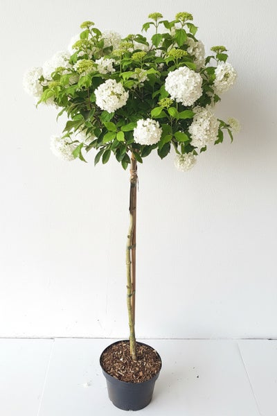Schneeball Hochstamm Pflanze mit weißen Blüten in einem Kunststofftopf.