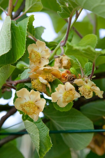 Actinidia chinensis 'Hayward', Kiwi, grün, 100–150 cm