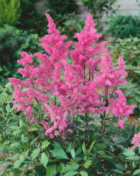Astilbe x arendsii 'Cattleya', Prachtspiere, rosa, ca. 9x9 cm Topf