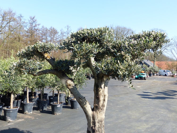 Olivenbaum Pon Pon 200 cm Bonsai Formgehölz, winterhart