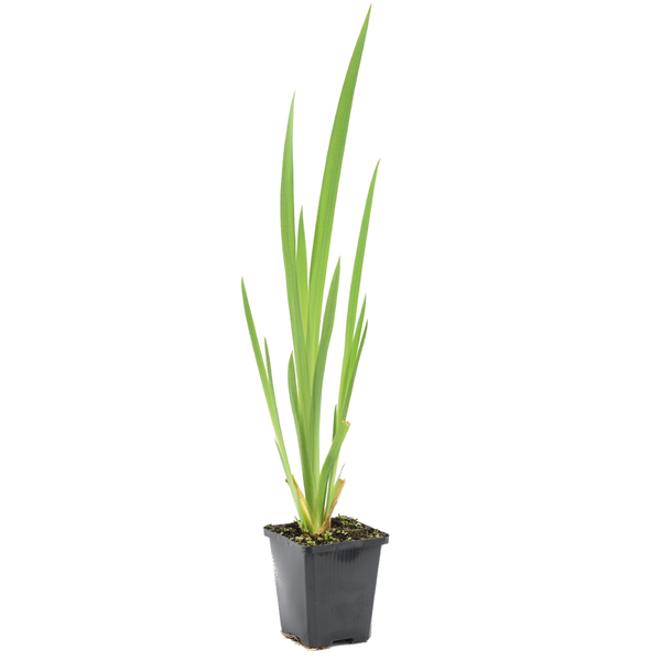 Grüne Wasserpflanze mit langen, spitzen Blättern in einem schwarzen Pflanztopf.