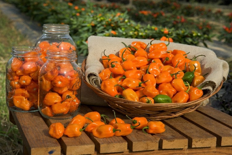 SAFLAX Anzucht Set - Chili - Gelbe Habanero - Capsicum chinense - 10 Samen - Mit Mini-Gewächshaus, Anzuchtsubstrat und 2 Töpfen