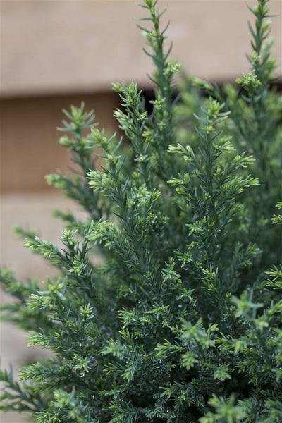 Chamaecyparis lawsoniana 'Snow White', Scheinzypresse, 30–40 cm