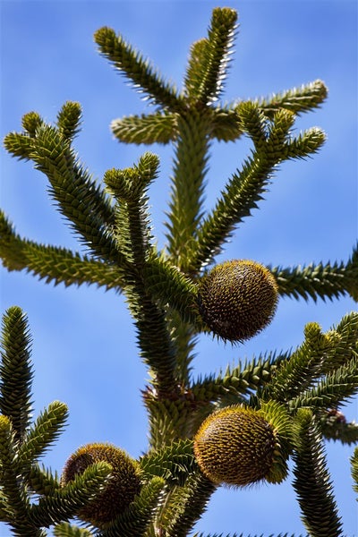 Araucaria araucana, Andentanne, 20–30 cm