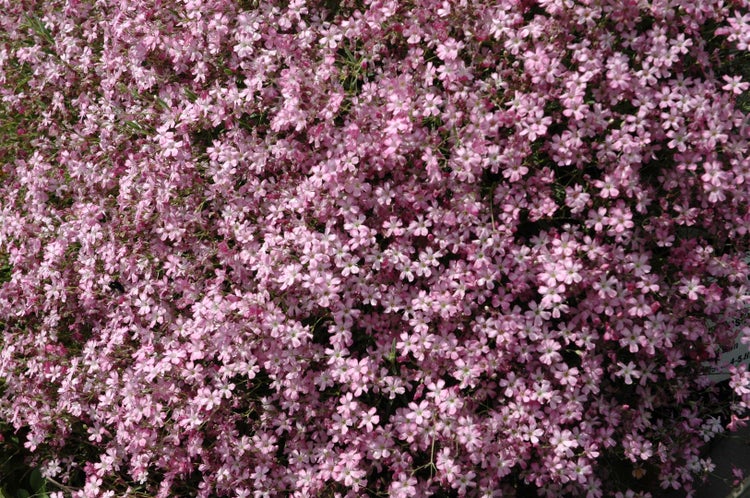 Gypsophila repens 'Rosenschleier', Schleierkraut, rosa, ca. 9x9 cm Topf