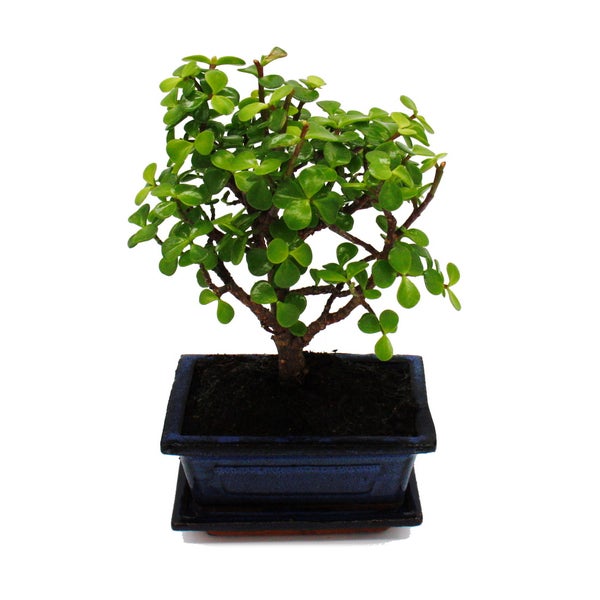 Bonsai - Portulacaria afra - Jadebaum - Afrikanischer Elefantenbaum - ca. 4-5 Jahre - Kugelform