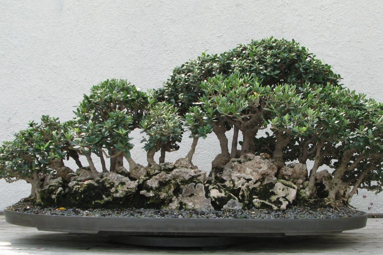 SAFLAX  - Ölbaum - Olea europea - 20 Samen