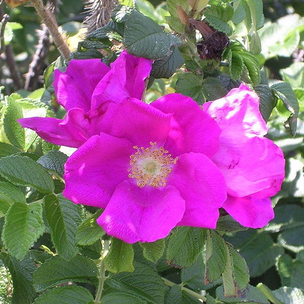 Nahaufnahme einer Heckenrose mit pinkfarbenen Blütenblättern