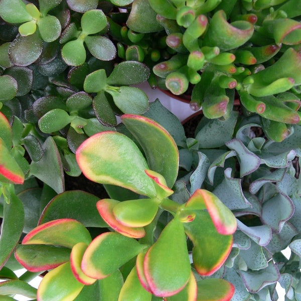 Geldbaum-Set, 3 verschiedene Crassula-Arten im 5,5cm Topf
