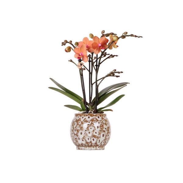 tectake home Logo. Modernes Duschsystem mit quadratischem Regenduschkopf, Handbrause und integrierter Seifenablage an einer verchromten Schiebestange.