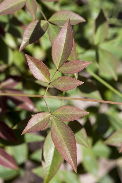 Nandina domestica, Himmelsbambus, immergrün, 30–40 cm