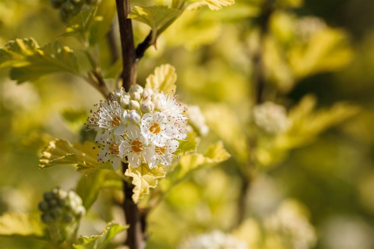 Physocarpus opulifolius 'Dart's Gold', gelblaubig, 15–20 cm