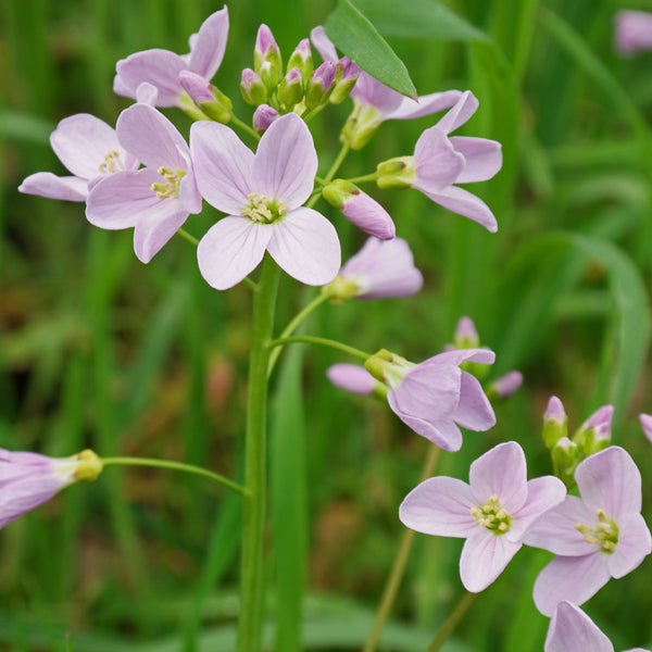 Wiesen-Schaumkraut Pflanze mit Blüten