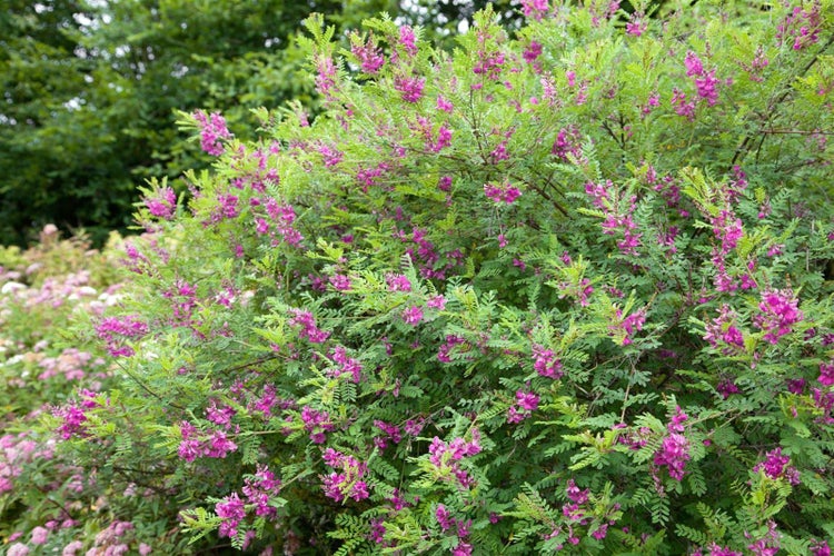Nahaufnahme einer Indigofera Pflanze mit Blättern und Schoten