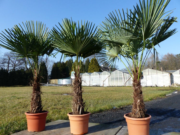 3 Stück XXL Palme winterhart 200-220 cm Trachycarpus fortunei, Hanfpalme, Top-Qualität