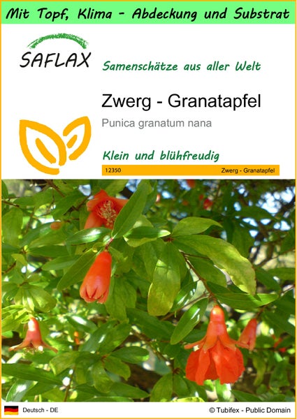 SAFLAX Garden to go - Zwerg - Granatapfel - Punica granatum nana - 50 Samen - Mit Topf, Klima - Deckel und Anzuchtsubstrat