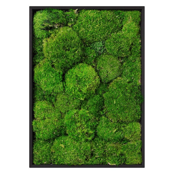 Wandbild aus echtem Moos in einem rechteckigen Rahmen als dekorative Wandbegrünung zur Innenraumgestaltung.