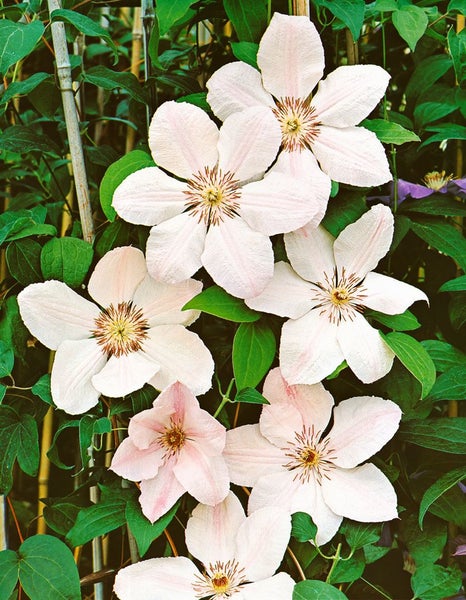 Clematis Hybride 'John Paul II', Waldrebe, weiß-rosa, 60–100 cm