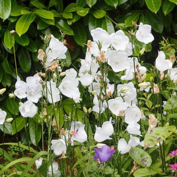 Weiße Pfirsichblättrige Glockenblumen in einem Garten mit grünem Laub.
