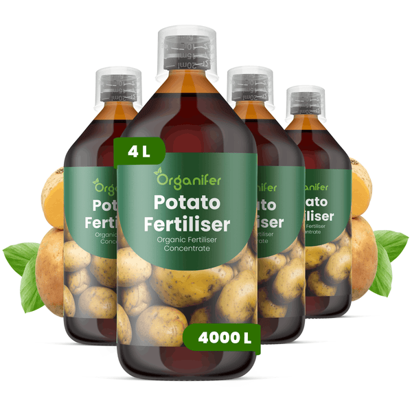 Organifer Kartoffeldünger, organisches Düngerkonzentrat, 4 Liter für 4000 Liter Düngerlösung.