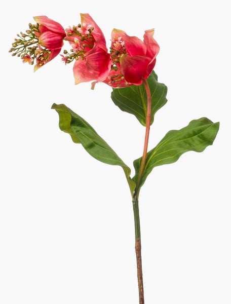 Künstliche Mussaenda-Blüte mit pinken Hochblättern, kleinen Blüten und grünen Knospen.