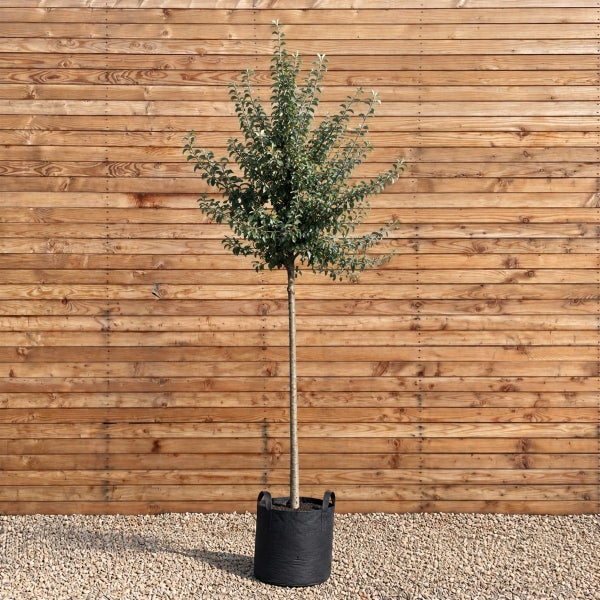 Hochstämmiger Baum in einem schwarzen Pflanzkübel vor einer Holzfassade