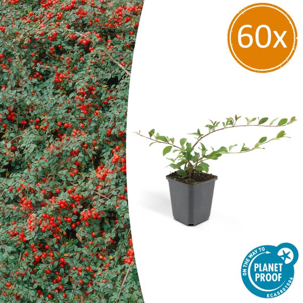 Bodendecker - Cotoneaster dammeri - Teppich-Zwergmispel - 9cm Topf - Set mit 60 Pflanzen