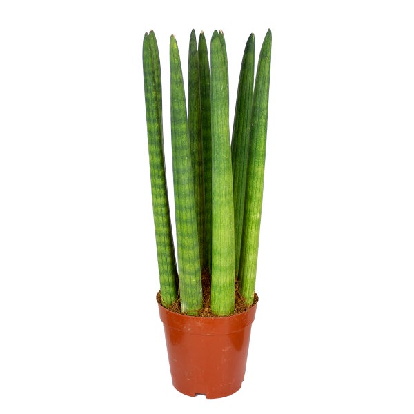 Sansevieria 'Straight' pro Stück | Zimmerpflanze im Kinderzimmertopf ⌀12 cm - ↕25-35 cm