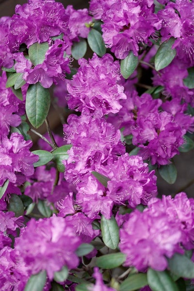 Rhododendron carolinianum 'P.J.Mezitt', rosa Blüten, 20–25 cm