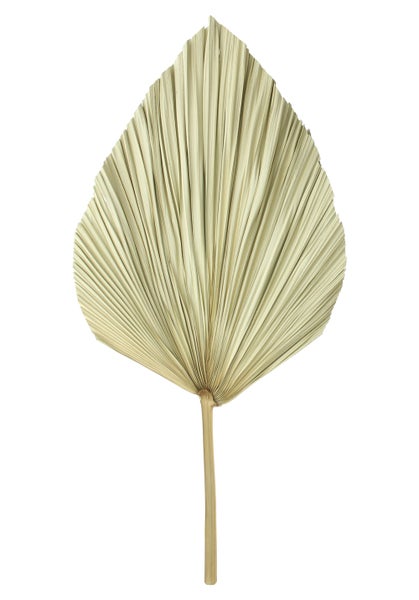 FRANK FLECHTWAREN | Dekoblatt Palme, 2er Set, NATURMATERIALIEN, 15-20 x 50-60 cm, 30-40 x 60-70 cm