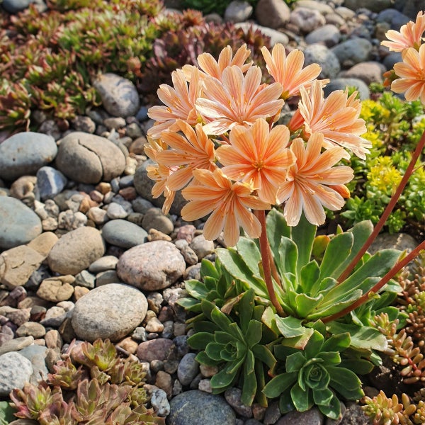 Lewisia mit orangefarbenen Blüten in einem Steingarten zwischen grauen Kieselsteinen.