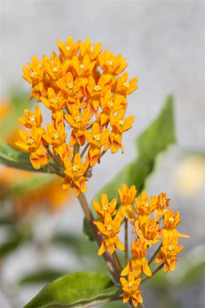 Asclepias tuberosa, Schmetterlingsblume, orange, ca. 9x9 cm Topf