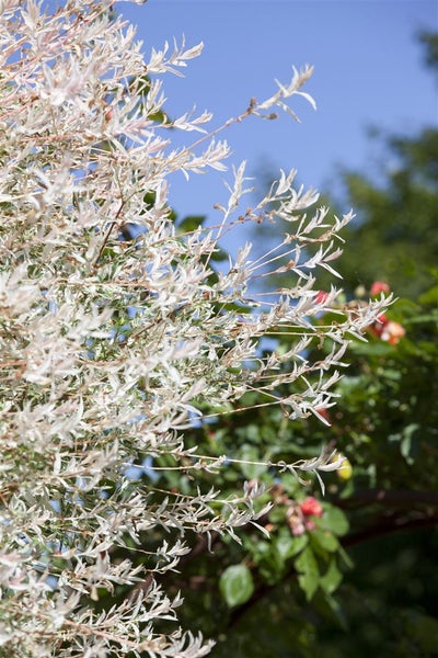 Salix integra 'Hakuro Nishiki', Japanische Weide, rosa-weiß, 100 cm Stammhöhe