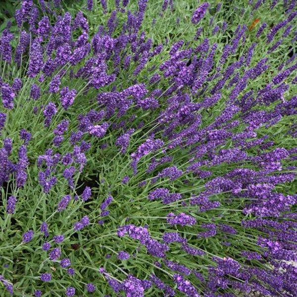 Lavendel-Pflanze im Detail