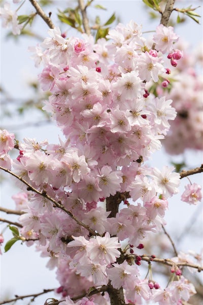 Nahaufnahme einer blühenden Kirsche im Frühling mit vielen kleinen Blüten an den Zweigen.