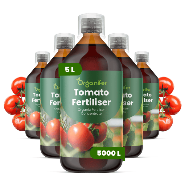 Fünf Flaschen Organifer Tomatendünger Konzentrat à 5 Liter, organischer Flüssigdünger für Tomatenpflanzen.